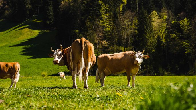 Bodenacher_Meyer_Wolhusen_Kuh