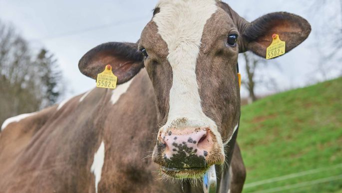 Talacherhof, Patrick Müller, Lengnau_Kuh_Portrait_3