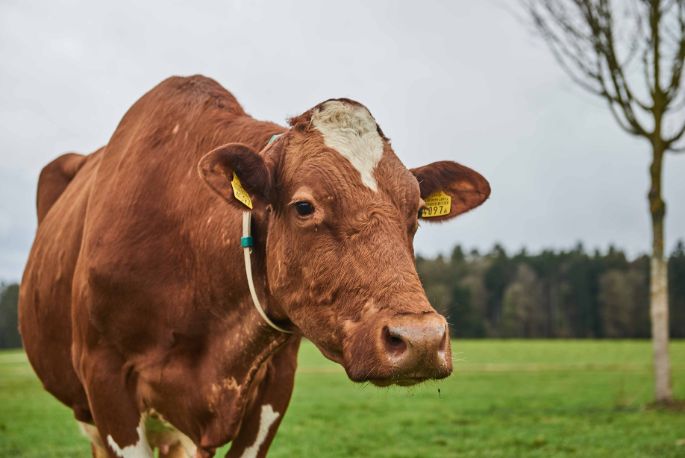 BZG Holzmühle, Beat Bernhard, Münchringen_Kuh_Portrait