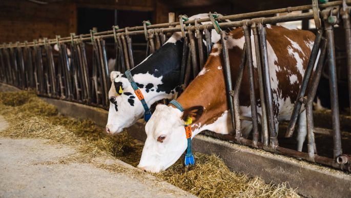 Vierbrunnenhof_Huber_Birrhard_Kuh