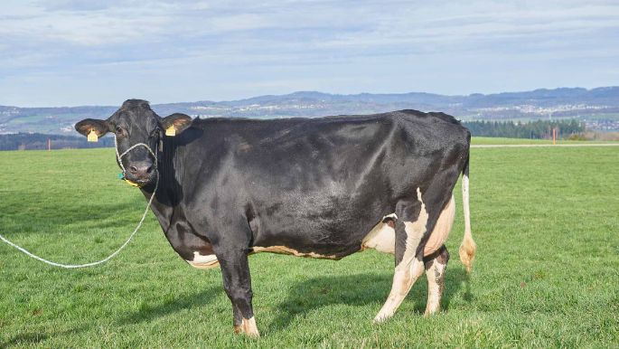 Gammerstall, Kurt Huber-Stalder, Muri_Kuh_Ganzkörper_2