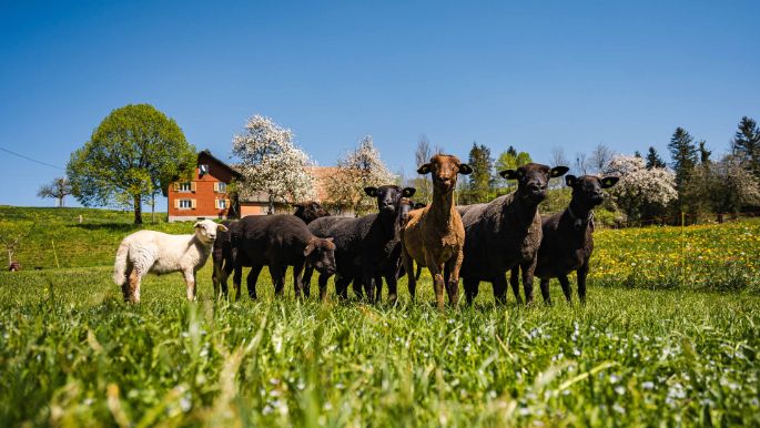 Neumättli_Lustenberger_Steinhuserberg_Schafe