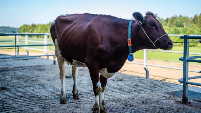 Hof_Lehmann_Lehmann_Hindelbank_Kuh