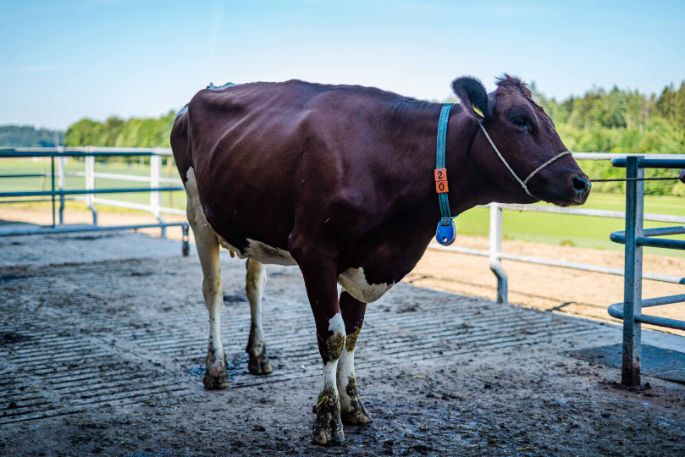 Hof_Lehmann_Lehmann_Hindelbank_Kuh