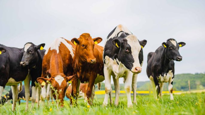 Riedhof_Märki_Rüfenach_Kuh