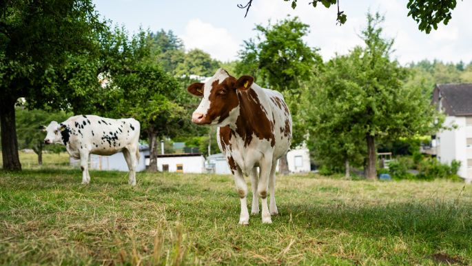 Sollr?ti_Hofer_Schliern_Kuh