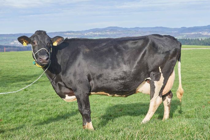 Gammerstall, Kurt Huber-Stalder, Muri_Kuh_Ganzkörper