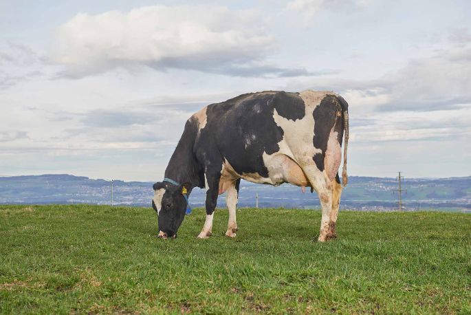 GG Näf, Thomas Näf, Buttwil_Kuh_Ganzkörper