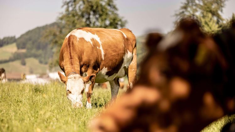 stories-nachhaltige-milch-stage
