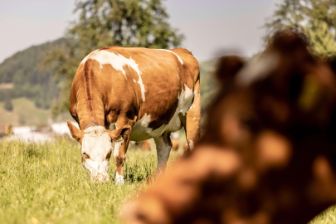 stories-nachhaltige-milch-stage