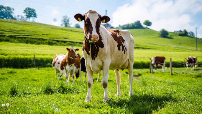 Aekenmatt_Burren_Länzerhäusern_Kuh