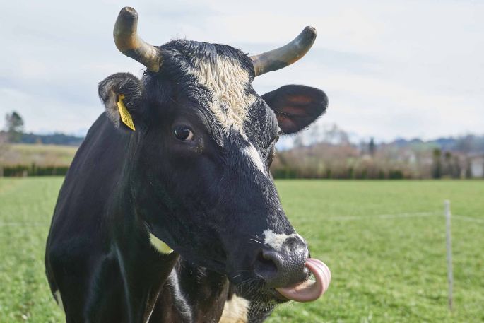 Flurhof, Urban Keusch, Boswil_Kuh_Portrait_4