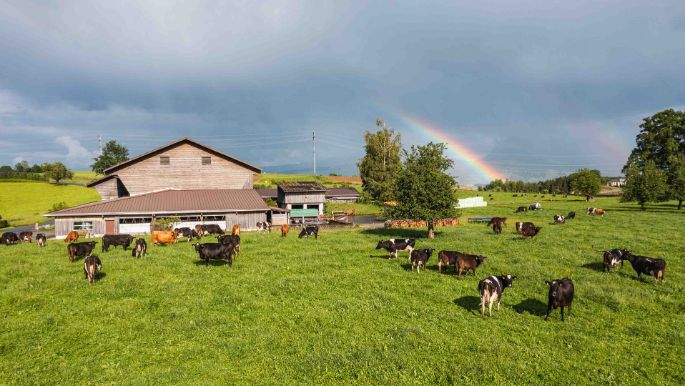 Oeggenringen_Jung-Sch?rmann_Eschenbach_Kuh