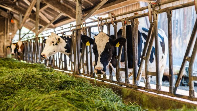 Hof Flückiger_Flückiger_Oftringen_Kuh