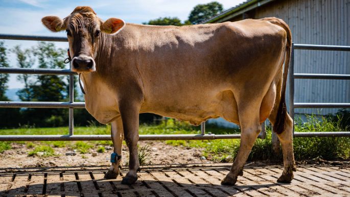 Stockenbach_Wetzstein_Buttwil_Kuh