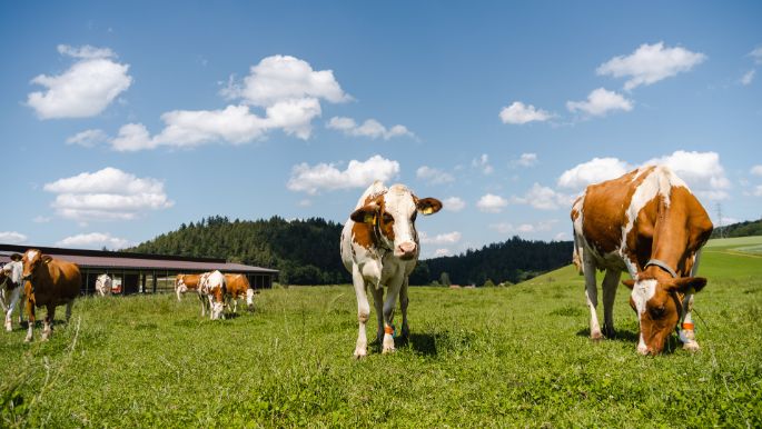 Iselihof_Iseli_Hettiswil_Kuh-2