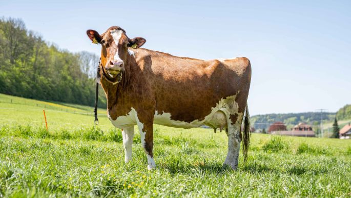 Hof_Luder_Riedtwil_Luder_Riedtwil_Kuh