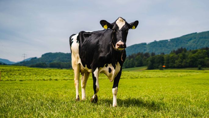 Leimenackerhof_Biedermann_Obergösgen_Kuh