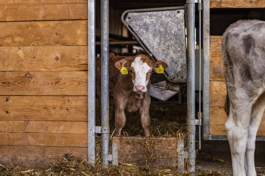 Familie Stalder_Stalder-Egli_Nottwil_Stall