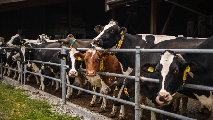 Mattenhof_Frei_Adlikon_Kuh