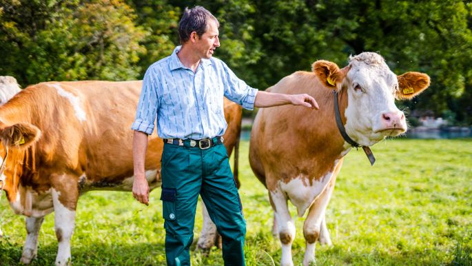 Hof_Lanzenen_Balmer-Müllener_Interlaken_Kuh