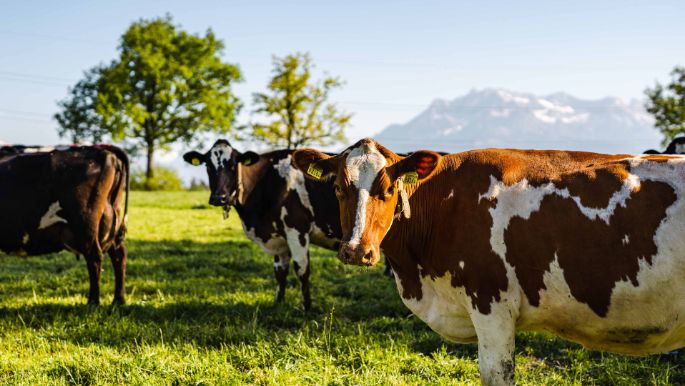 Lügisingen_Bühlmann_Rothenburg_Kuh