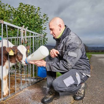 Weidhof, Christian Hitz, Untersiggenthal_Kuh_Kalb