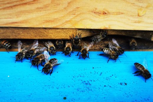 publikumsliebling-bienenvoelker-stage