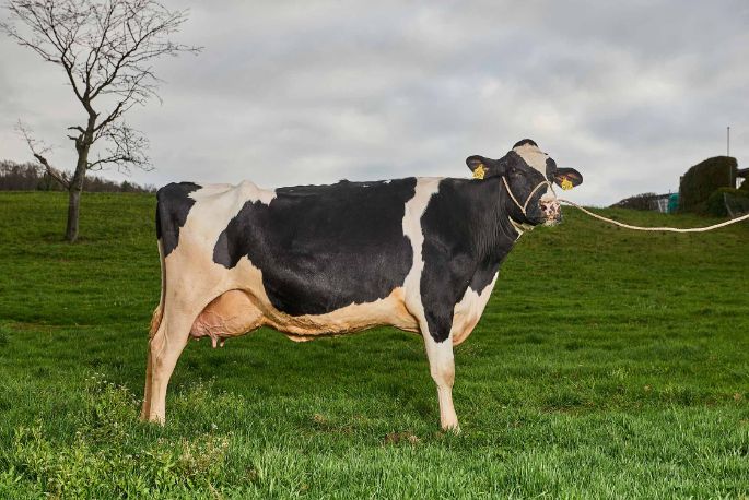 Weidhof, Christian Hitz, Untersiggenthal_Kuh_Ganzkörper