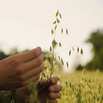 beleaf_teaser_nachhaltigkeit_hafer