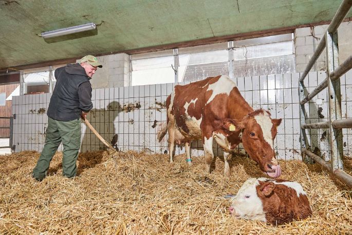 Sädelhof, Thomas und Jan Bühlmann-Scheidegger, Berikon_Stall mit Kuh