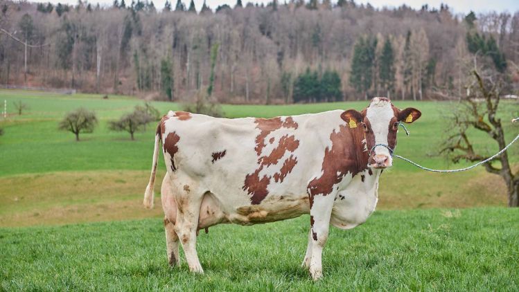 Birkenhof Teller, Simon Teller, Endingen_Kuh_Ganzkörper