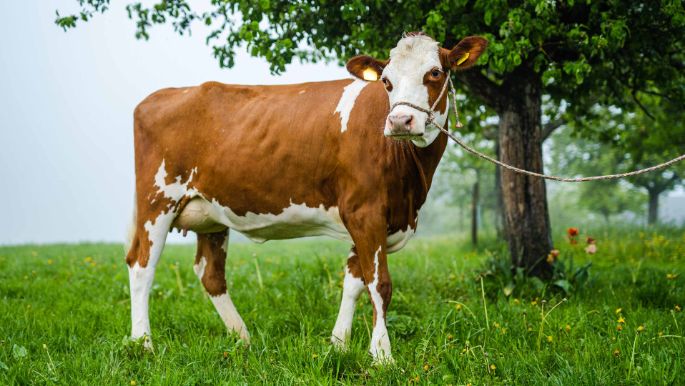 Brandsite_Aeschbacher_Heimisbach_Kuh