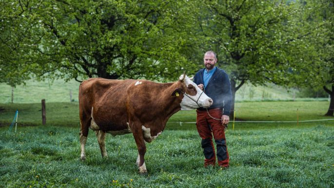 Lochrütihof_Odermatt-Waser_Wolfenschiessen_Kuh