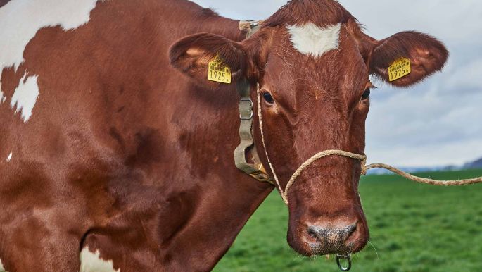 Sunnehof, Otto Zimmermann-Oeschger, Döttingen_Kuh_Portrait