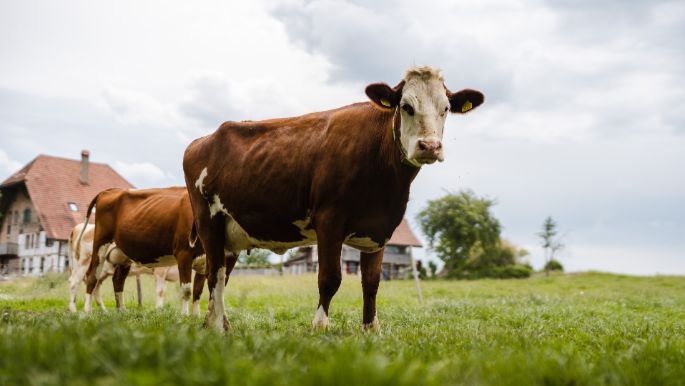 Wohleiberg_Schmid_Frauenkappelen_Kuh