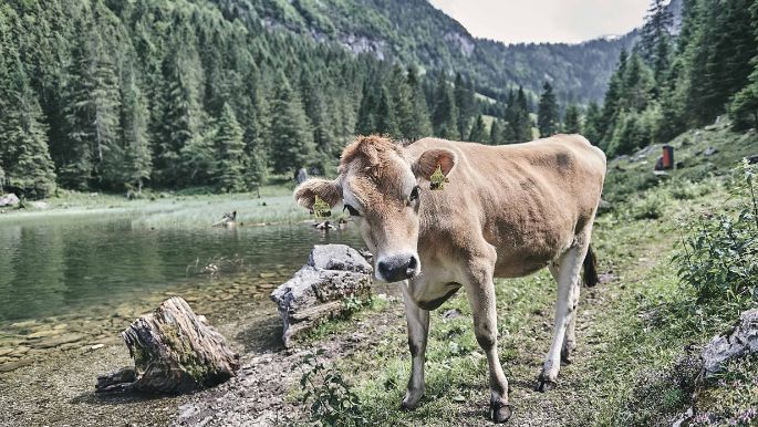 Schluchen_Sturzenegger_Filzbach_Kuh