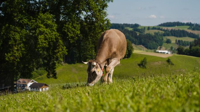 Hinter-Opfersei_Burri_Hergiswil b. Willisau_Kuh