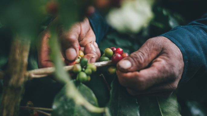 hands picking coffee