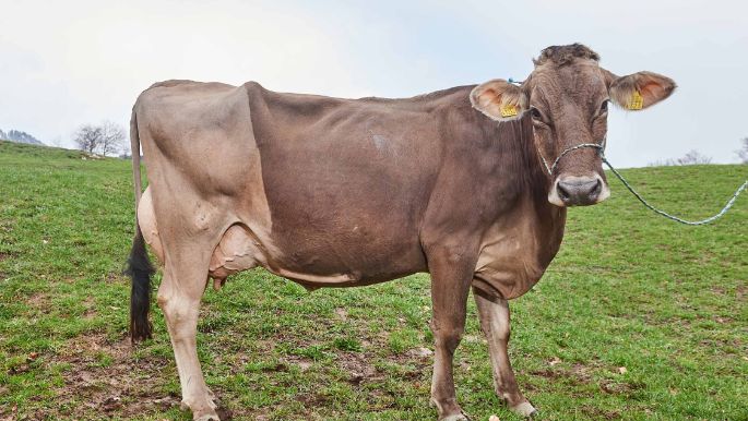 Hof Alter, Roland Kamm, Filzbach_Kuh_Ganzkörper