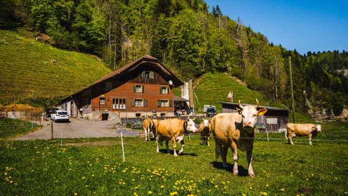 Bodenacher_Meyer_Wolhusen_Hof