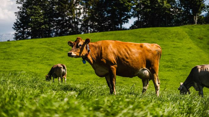 Underberg_Dahinden_Schoepfer_Schuepfheim_Kuh1