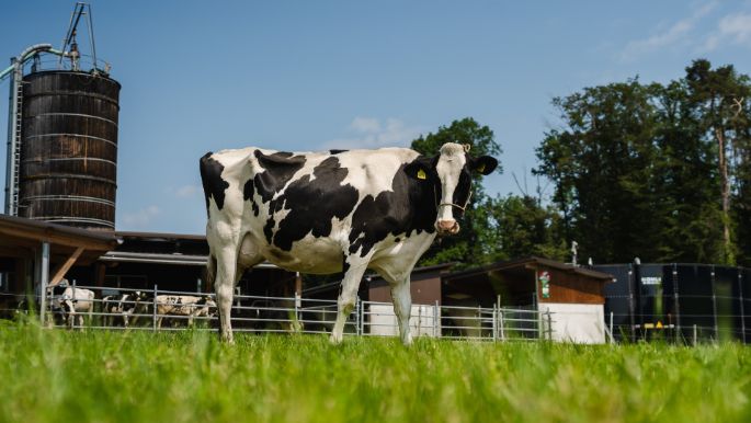 Waldhof Steinmann_Steinmann_Büttikon_Kuh