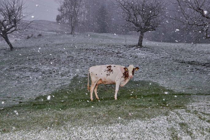 Lucherenhof, Ueli und Christine Fahrni, Rumisberg_Kuh_Ganzkörper