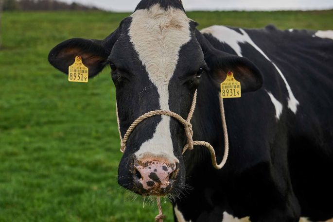 Weidhof, Christian Hitz, Untersiggenthal_Kuh_Portrait