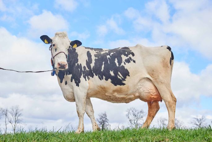 Püntenmas, Remo Stierli, Birmensdorf_Kuh_Ganzkörper