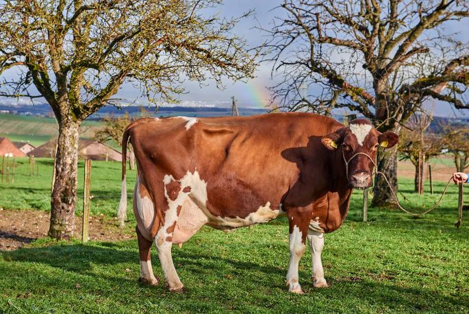 Egghof, Willi Lienhard, Steinmaur_Kuh_Ganzkörper