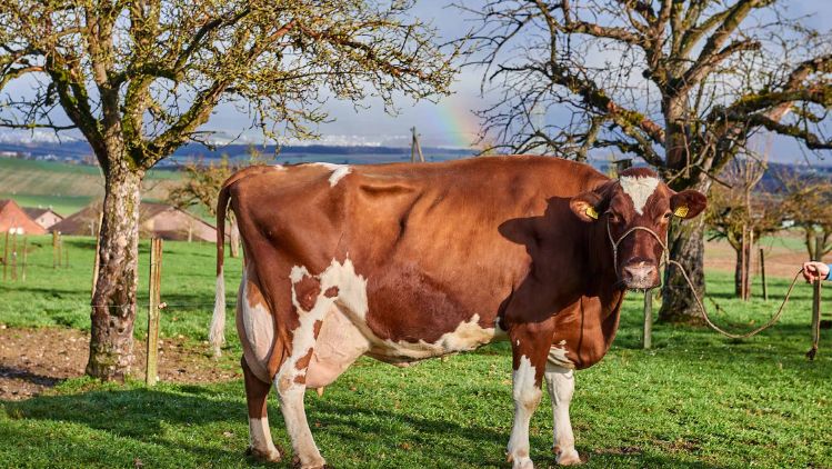 Egghof, Willi Lienhard, Steinmaur_Kuh_Ganzkörper