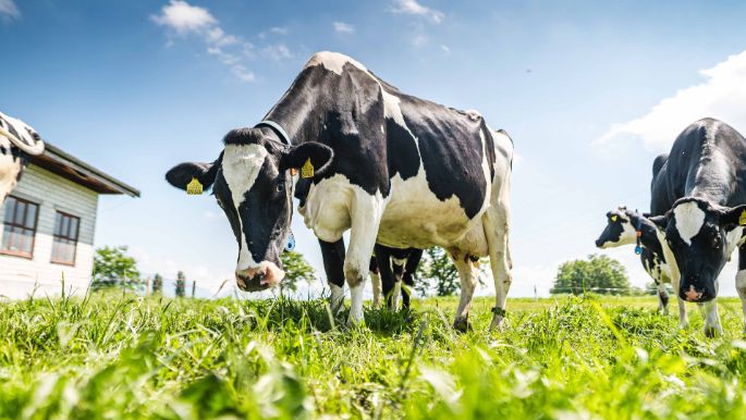 Böltschi_Ottiger_Rothenburg_Kuh