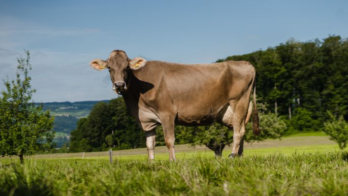 Fohrenhof_Felder-R?ttimann_Kleinwangen_Kuh-2